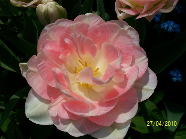 dupli tulipan Angelique